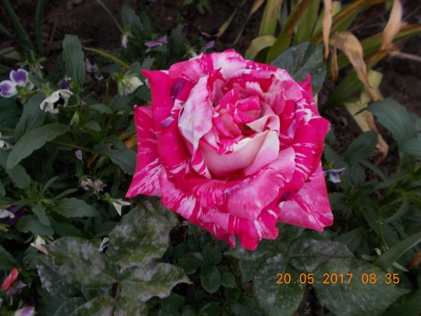  - TRANDAFIRI 2017