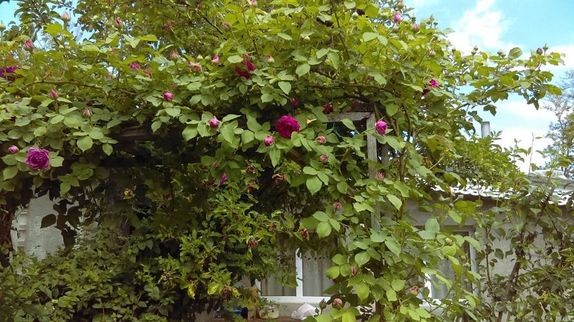  - urcator de dulceata sachsengruuss