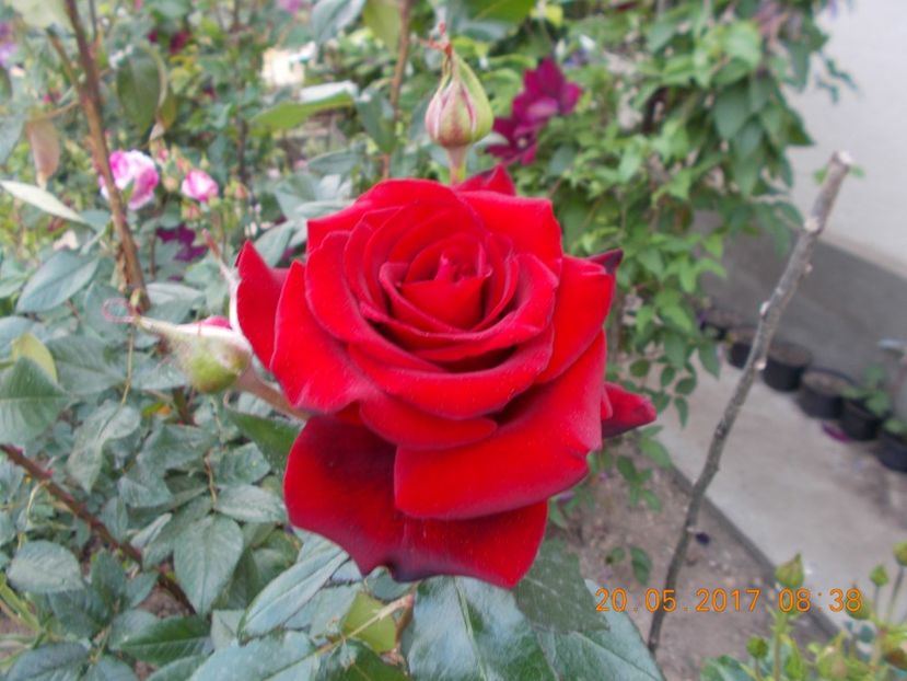  - TRANDAFIRI 2017