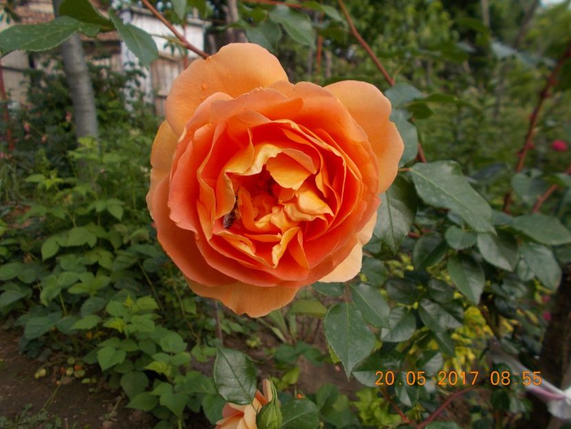 pat austin - TRANDAFIRI 2017