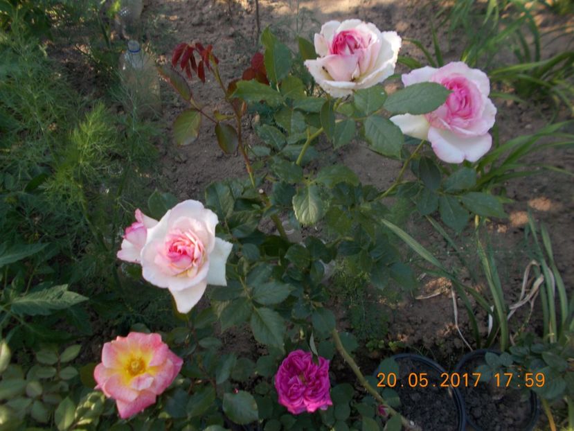 eden  rose - TRANDAFIRI 2017