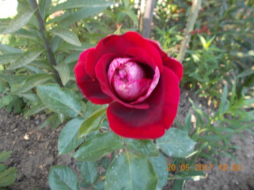 grena/siclam urias - TRANDAFIRI 2017