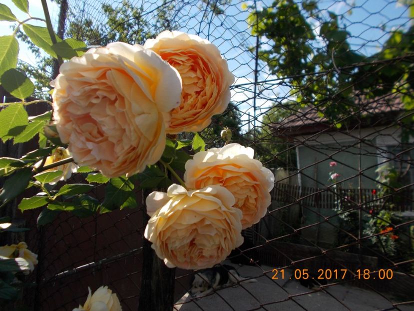 golden celibration - TRANDAFIRI 2017