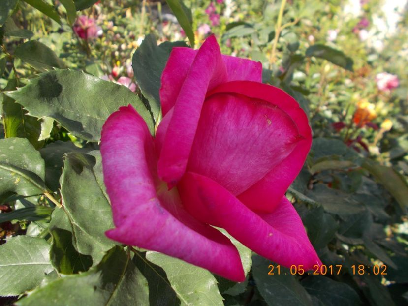 parole - TRANDAFIRI 2017