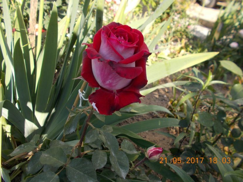 osiria - TRANDAFIRI 2017