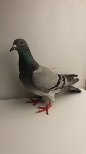 F 2015 vândută - De! voiajori vanduti