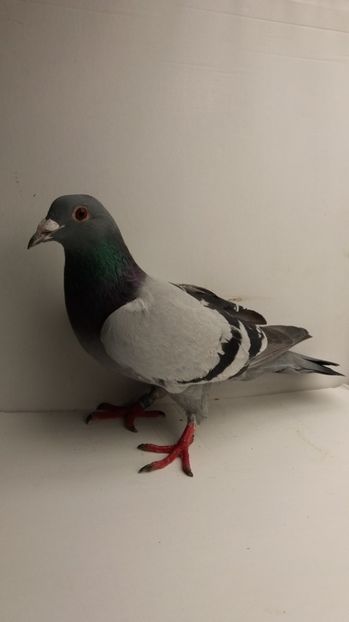 F 2015 vanduta - De! voiajori vanduti