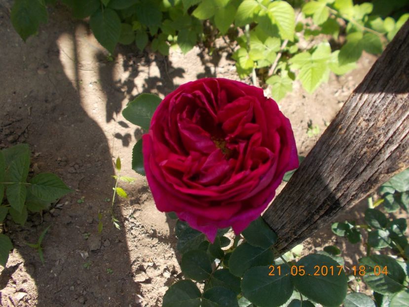 tower bridge-urcator - TRANDAFIRI 2017