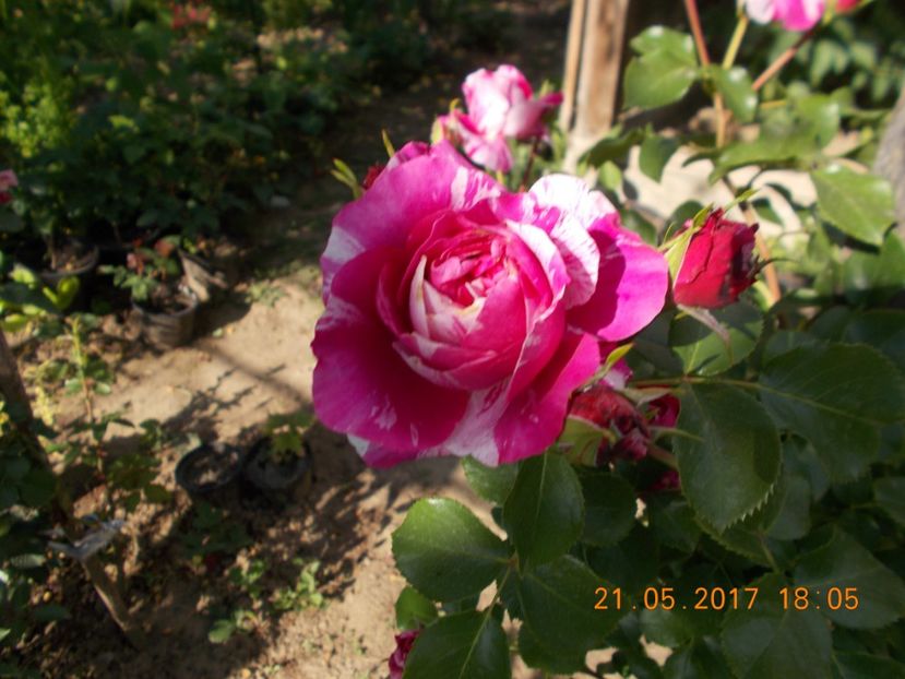  - TRANDAFIRI 2017