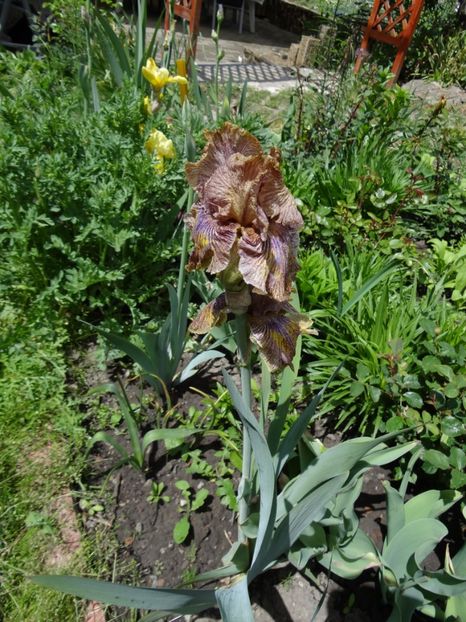  - si mai frumoase zile de Mai