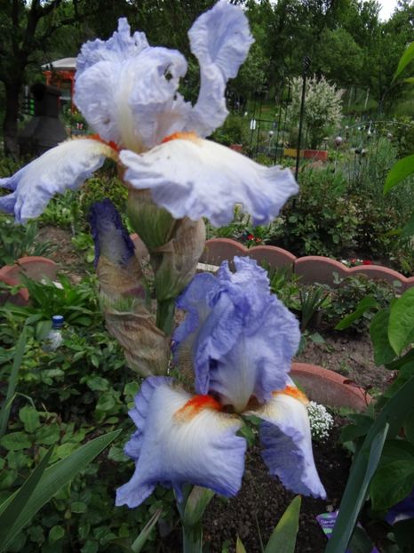 sper ca ma intelegeti ;-) - si mai frumoase zile de Mai