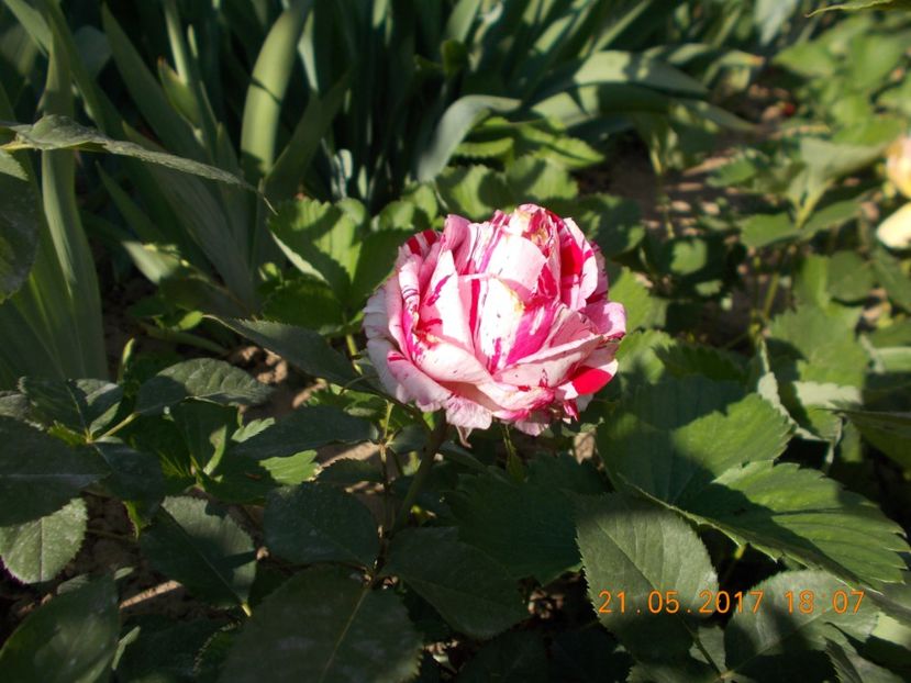 dimov 30 - TRANDAFIRI 2017