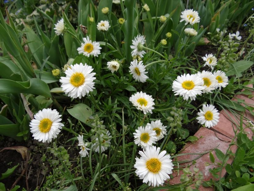 aster alpin white - si mai frumoase zile de Mai