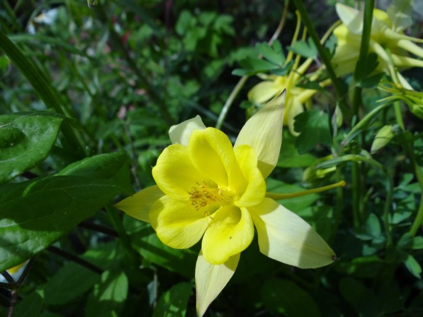 frumoasa Yellow Queen - si mai frumoase zile de Mai