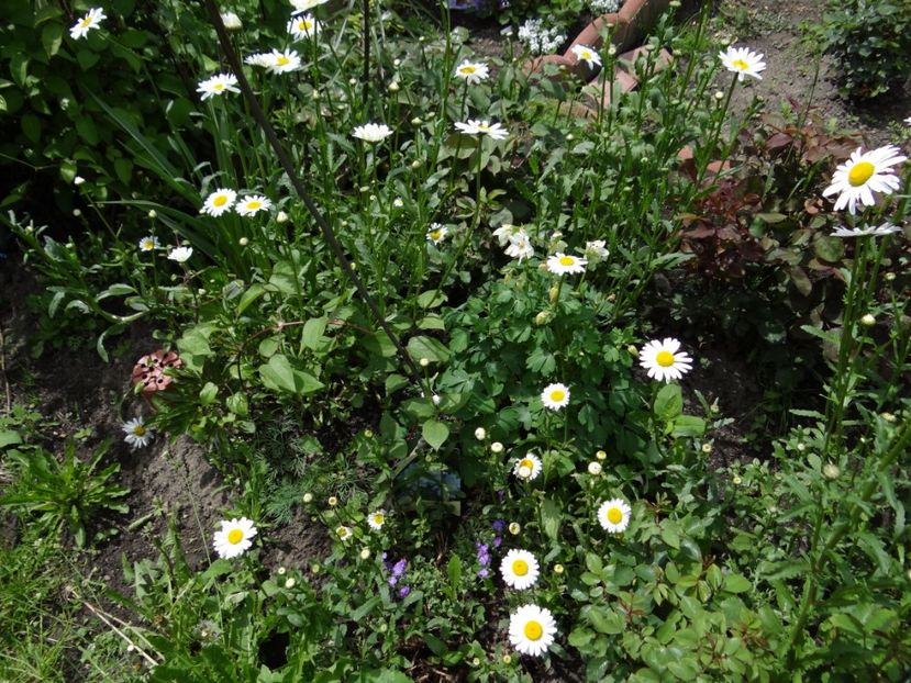  - si mai frumoase zile de Mai