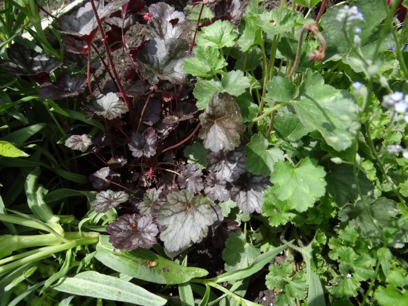  - si mai frumoase zile de Mai