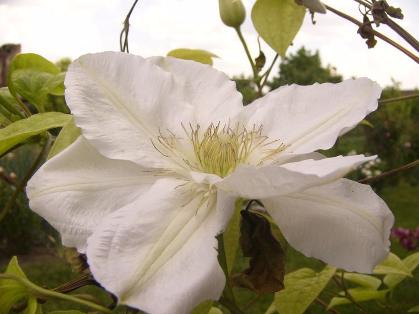 P1330038 - ANUL 2017 V