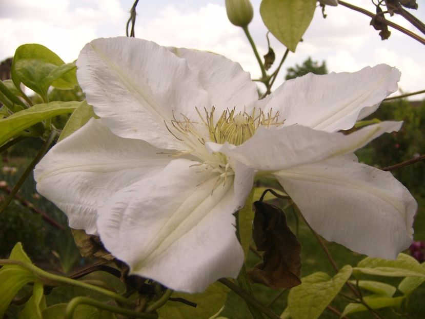 P1330039 - ANUL 2017 V