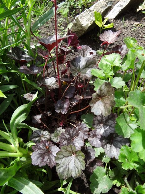 Glitter - si mai frumoase zile de Mai