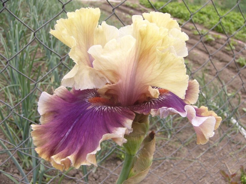 P1330043 - ANUL 2017 V