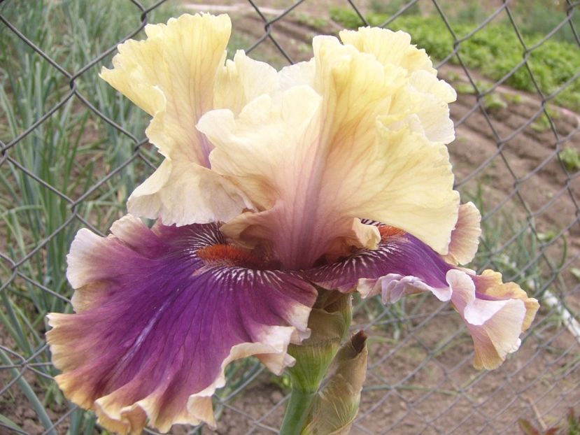 P1330045 - ANUL 2017 V