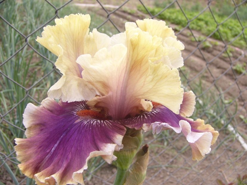 P1330046 - ANUL 2017 V