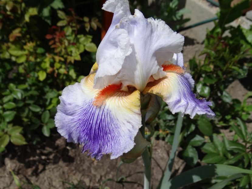 poze din toate unghiurile... - si mai frumoase zile de Mai