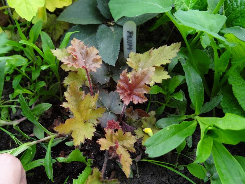  - si mai frumoase zile de Mai