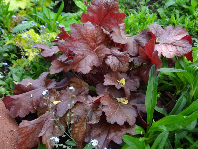  - si mai frumoase zile de Mai