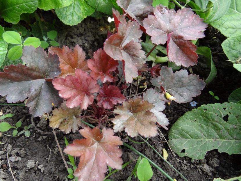  - si mai frumoase zile de Mai