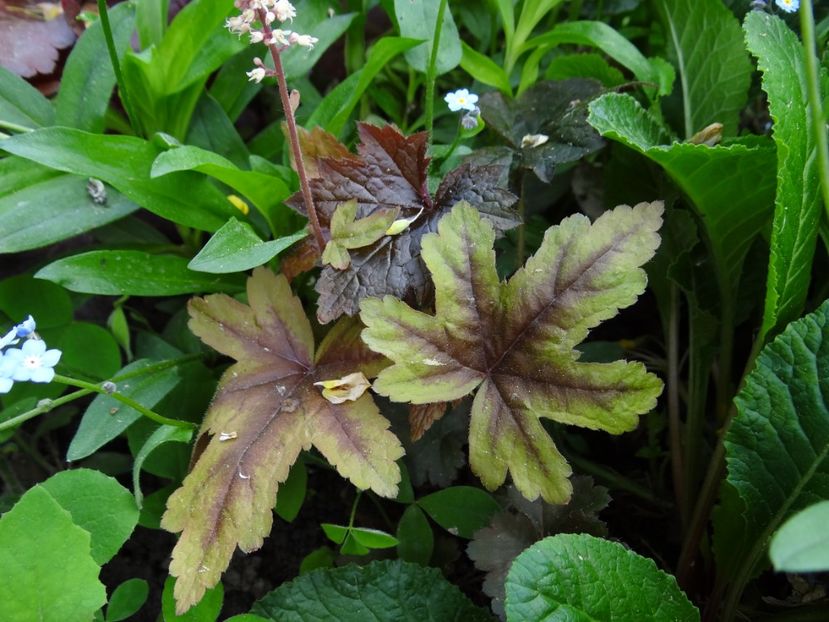  - si mai frumoase zile de Mai