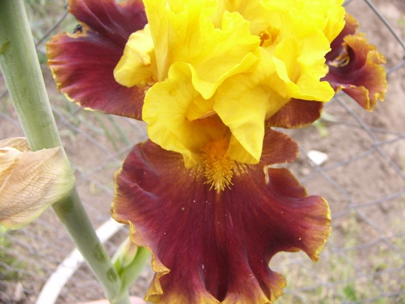 P1330049 - ANUL 2017 V