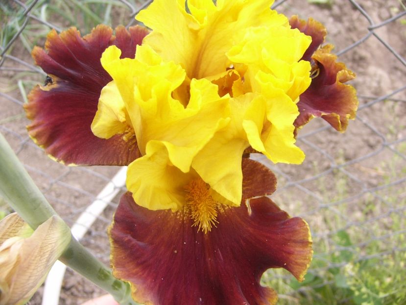 P1330051 - ANUL 2017 V