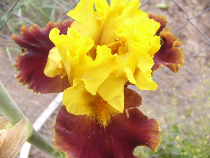 P1330052 - ANUL 2017 V