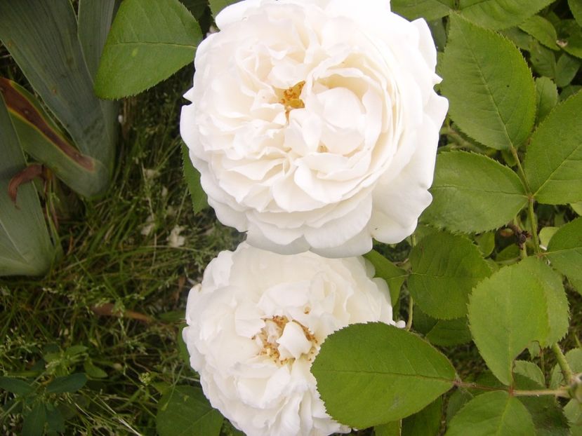 P1330055 - ANUL 2017 V