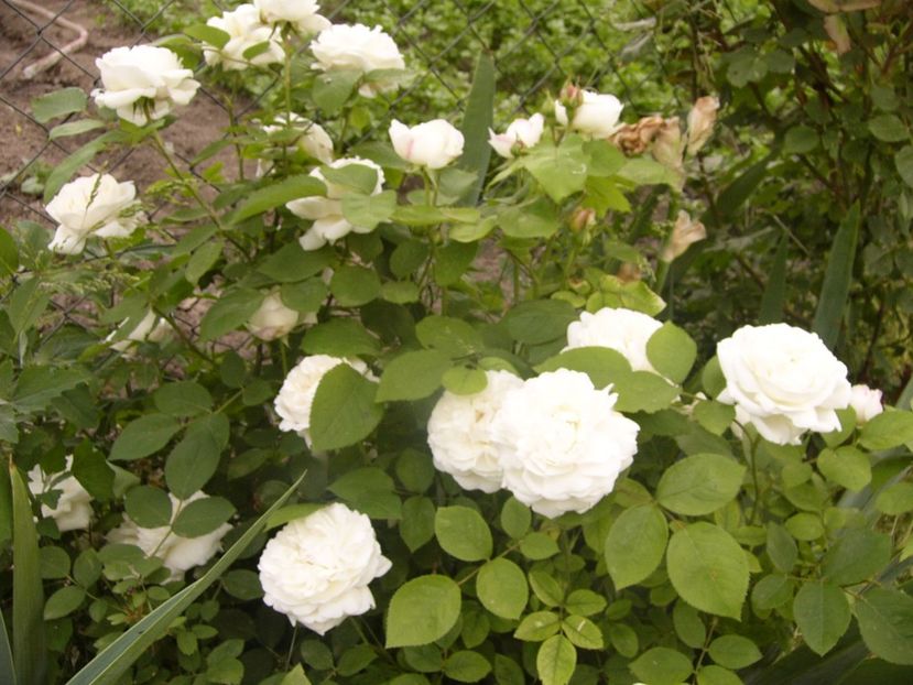 P1330056 - ANUL 2017 V