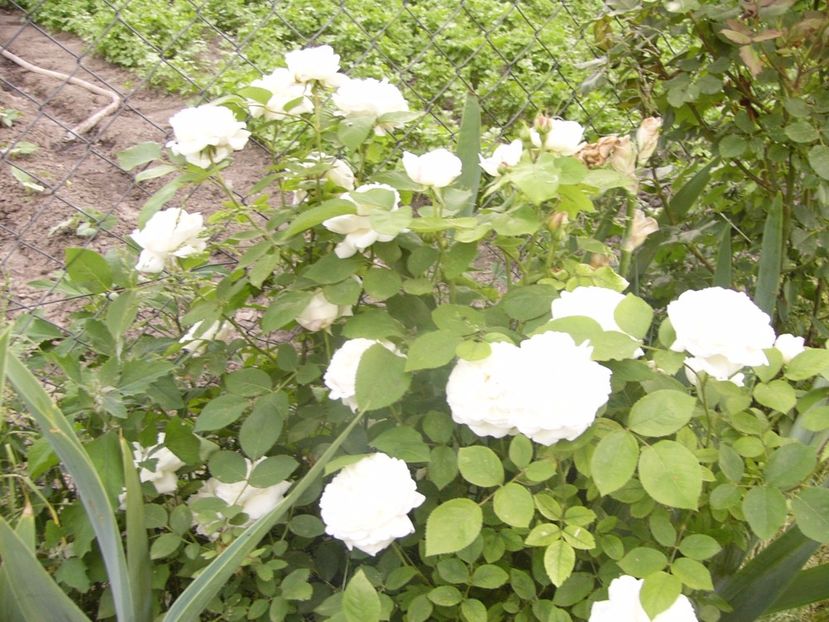 P1330058 - ANUL 2017 V