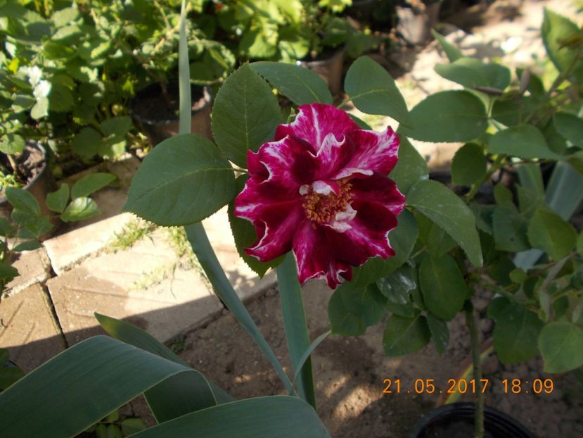 roger lambelin - TRANDAFIRI 2017