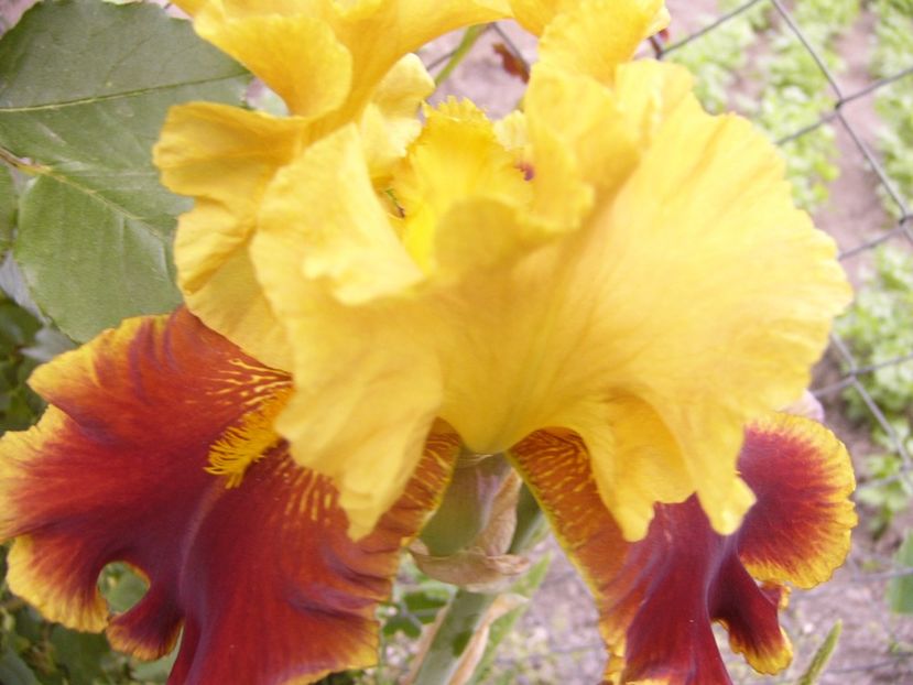 P1330060 - ANUL 2017 V