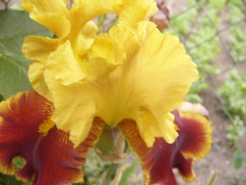 P1330061 - ANUL 2017 V