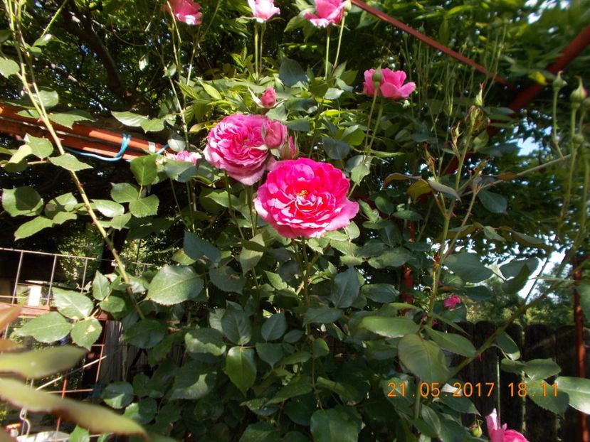 siclam-urcator(parade?) - TRANDAFIRI 2017