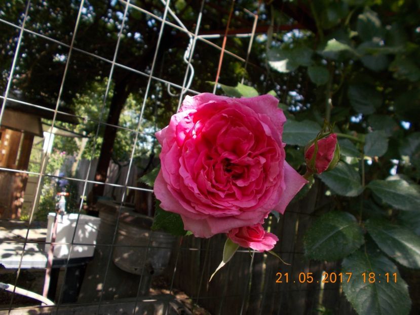 parade? - TRANDAFIRI 2017