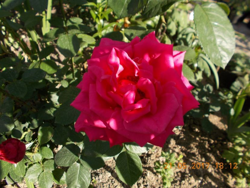 siclam urias - TRANDAFIRI 2017