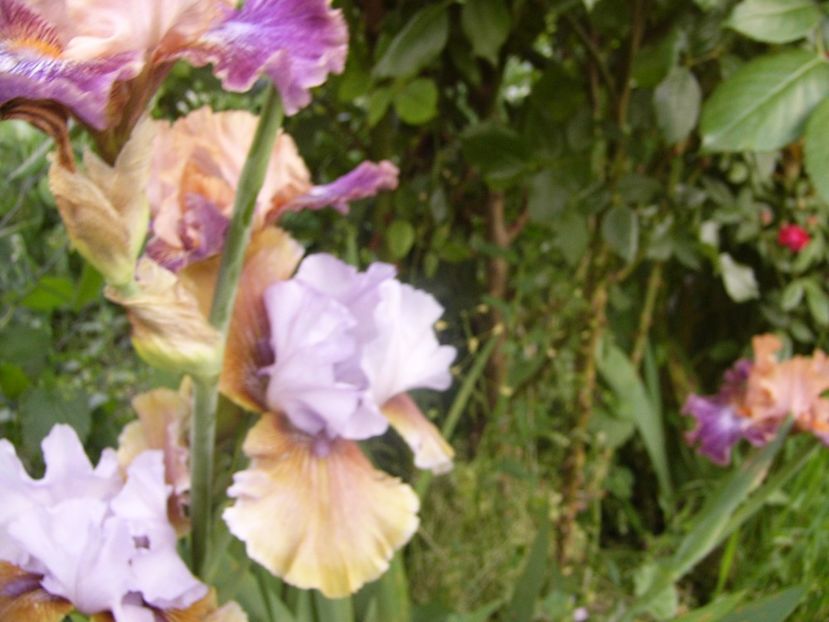 P1330103 - ANUL 2017 VI