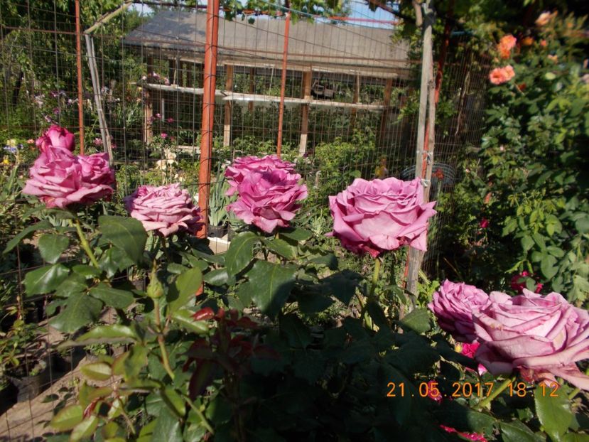 claude braseur - TRANDAFIRI 2017