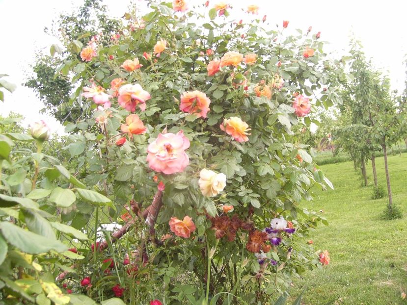 P1330106 - ANUL 2017 VI