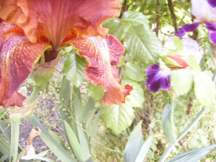 P1330110 - ANUL 2017 VI