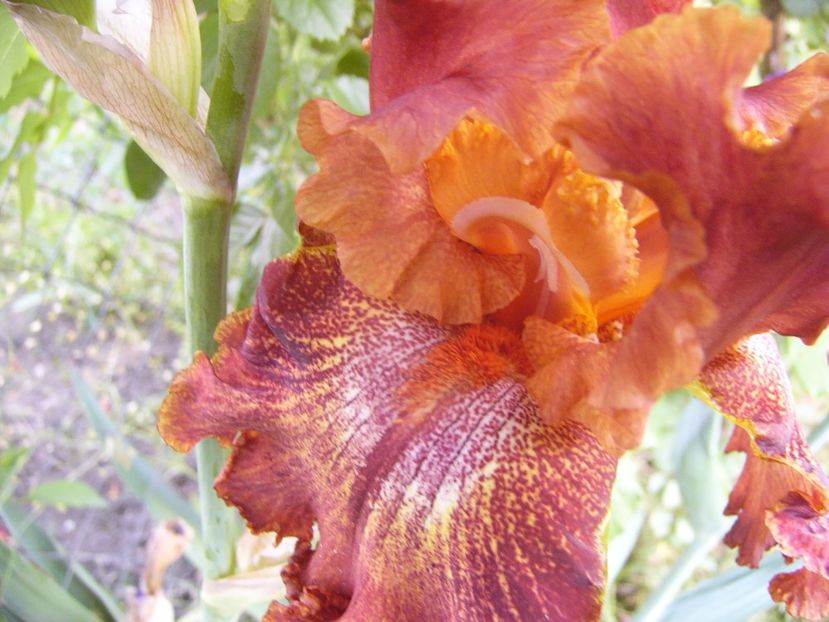 P1330112 - ANUL 2017 VI