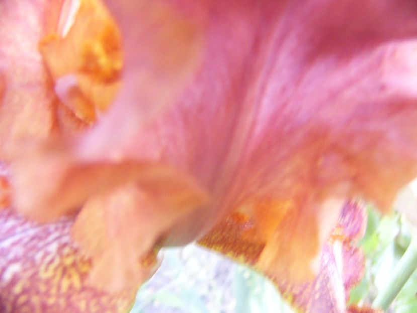 P1330115 - ANUL 2017 VI