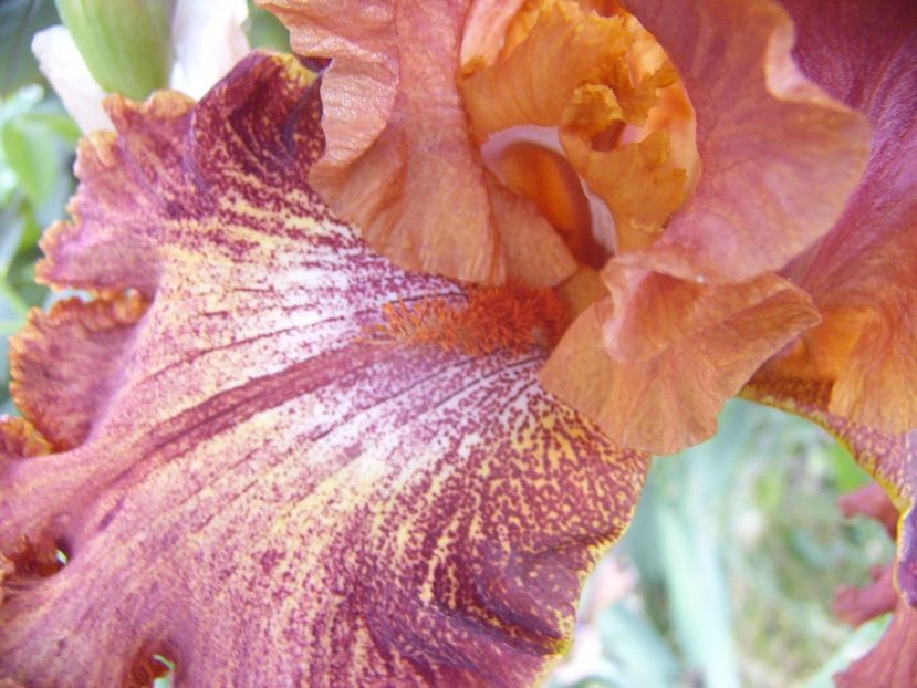 P1330116 - ANUL 2017 VI